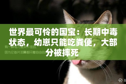 世界最可憐的國寶：長期中毒狀態，幼崽只能吃糞便，大部分被摔死 