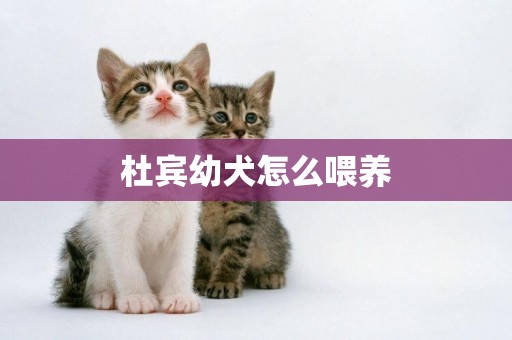 杜賓幼犬怎么喂養