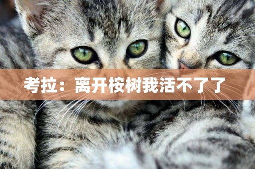 考拉：離開桉樹我活不了了 