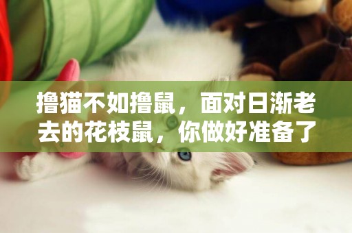 擼貓不如擼鼠，面對日漸老去的花枝鼠，你做好準備了么？ 