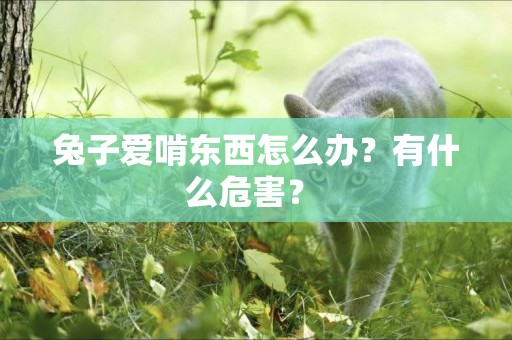 兔子愛啃東西怎么辦？有什么危害？ 