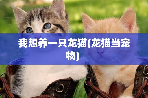 我想養一只龍貓(龍貓當寵物) 