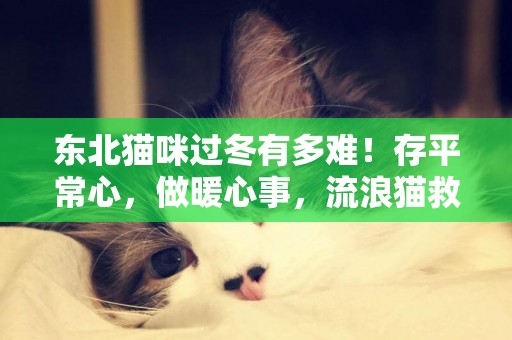 東北貓咪過冬有多難！存平常心，做暖心事，流浪貓救助需要這么做 