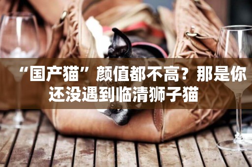 “國產貓”顏值都不高？那是你還沒遇到臨清獅子貓 