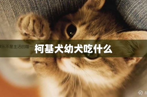 柯基犬幼犬吃什么