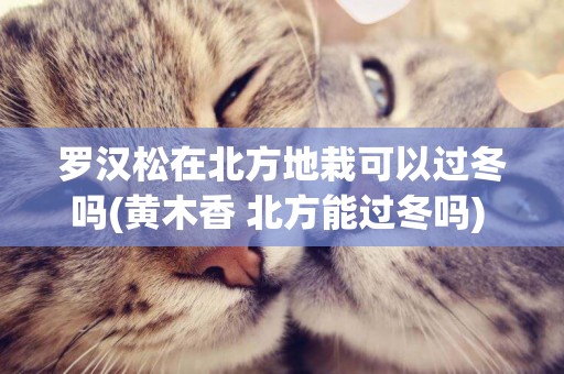 羅漢松在北方地栽可以過冬嗎(黃木香 北方能過冬嗎) 