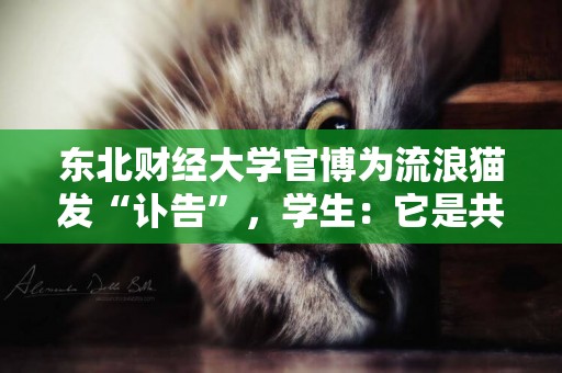 東北財經大學官博為流浪貓發“訃告”，學生：它是共同的記憶 