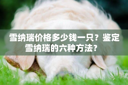 雪納瑞價格多少錢一只？鑒定雪納瑞的六種方法？ 