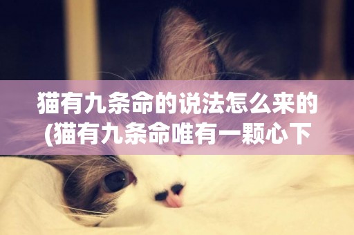 貓有九條命的說法怎么來的(貓有九條命唯有一顆心下一句) 