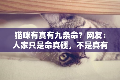 貓咪有真有九條命？網友：人家只是命真硬，不是真有九條命…… 