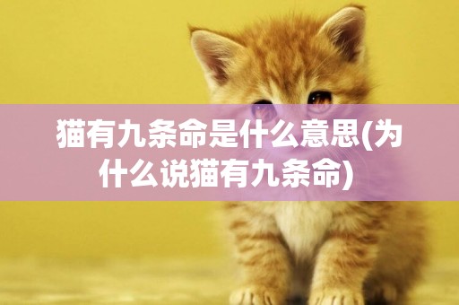 貓有九條命是什么意思(為什么說貓有九條命) 