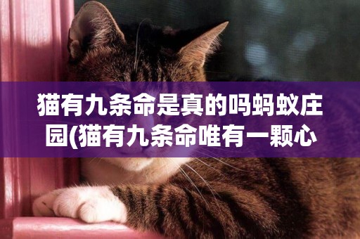 貓有九條命是真的嗎螞蟻莊園(貓有九條命唯有一顆心) 