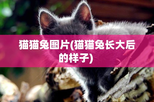 貓貓兔圖片(貓貓兔長大后的樣子) 