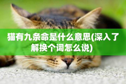 貓有九條命是什么意思(深入了解換個詞怎么說) 