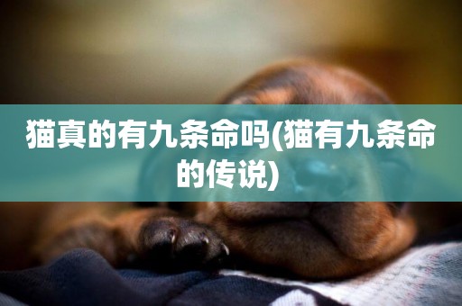 貓真的有九條命嗎(貓有九條命的傳說) 