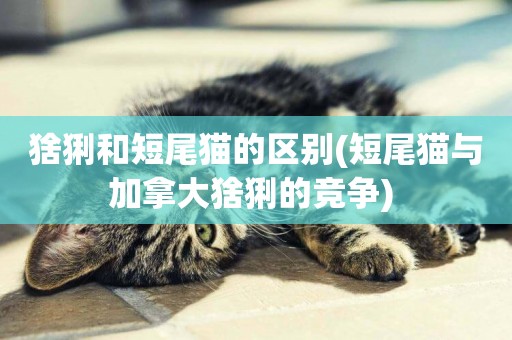 猞猁和短尾貓的區別(短尾貓與加拿大猞猁的競爭) 
