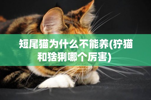 短尾貓為什么不能養(獰貓和猞猁哪個厲害) 
