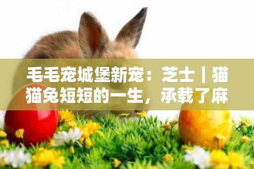 毛毛寵城堡新寵：芝士｜貓貓兔短短的一生，承載了麻麻滿滿的愛 