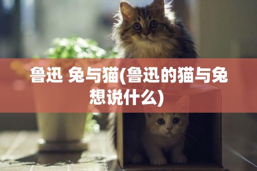 魯迅 兔與貓(魯迅的貓與兔想說什么) 