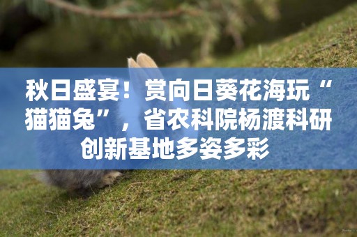 秋日盛宴！賞向日葵花海玩“貓貓兔”，省農科院楊渡科研創新基地多姿多彩 