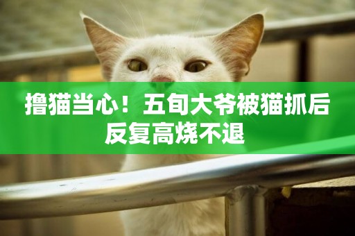 擼貓當心！五旬大爺被貓抓后反復高燒不退 