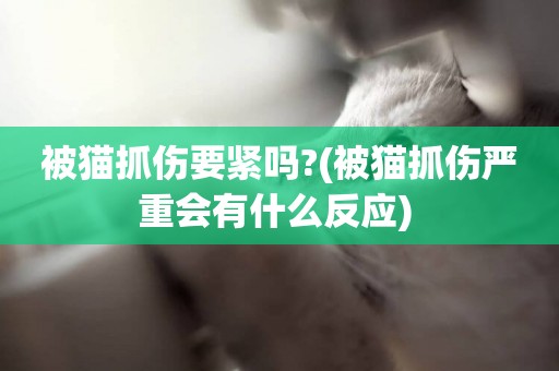 被貓抓傷要緊嗎?(被貓抓傷嚴重會有什么反應) 