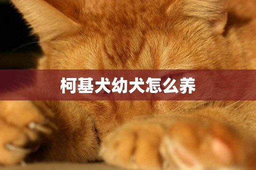 柯基犬幼犬怎么養