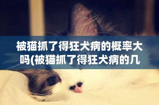 被貓抓了得狂犬病的概率大嗎(被貓抓了得狂犬病的幾率多大) 