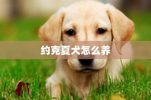 約克夏犬怎么養