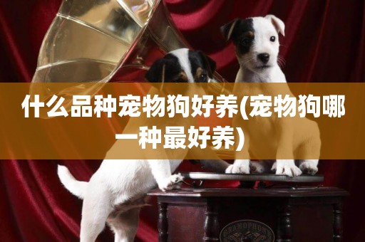什么品種寵物狗好養(寵物狗哪一種最好養) 