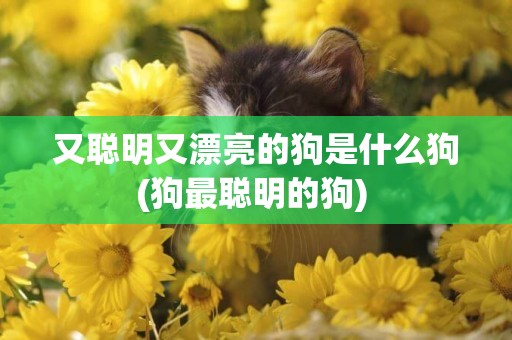 又聰明又漂亮的狗是什么狗(狗最聰明的狗) 