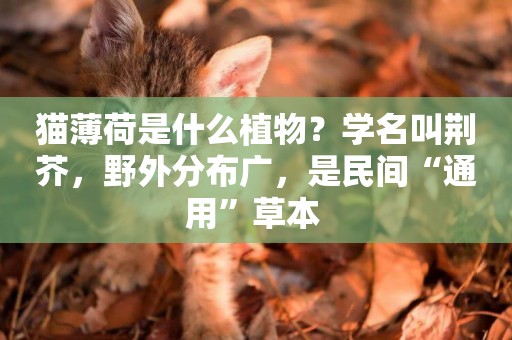 貓薄荷是什么植物？學名叫荊芥，野外分布廣，是民間“通用”草本 