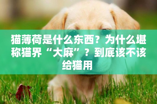 貓薄荷是什么東西？為什么堪稱貓界“大麻”？到底該不該給貓用 