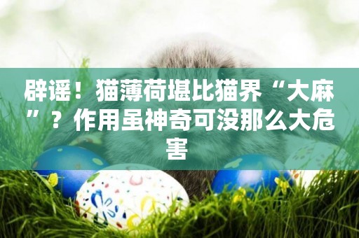 辟謠！貓薄荷堪比貓界“大麻”？作用雖神奇可沒那么大危害 