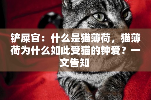 鏟屎官：什么是貓薄荷，貓薄荷為什么如此受貓的鐘愛？一文告知 