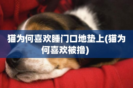 貓為何喜歡睡門口地墊上(貓為何喜歡被擼) 