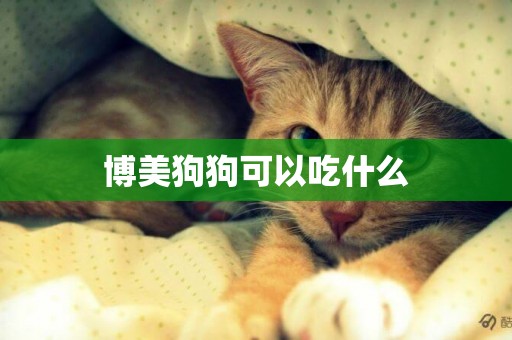 博美狗狗可以吃什么