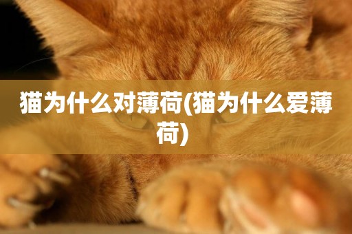貓為什么對薄荷(貓為什么愛薄荷) 