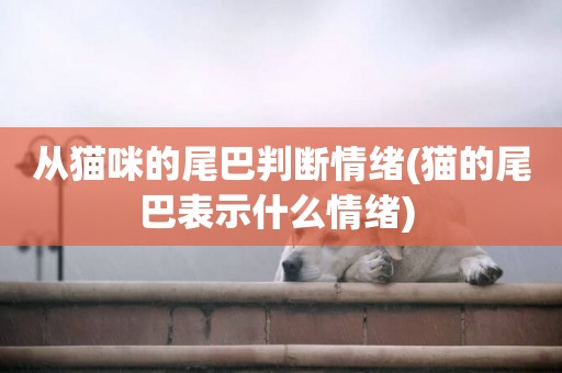 從貓咪的尾巴判斷情緒(貓的尾巴表示什么情緒) 