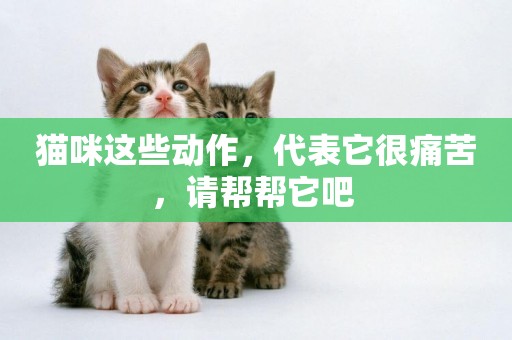 貓咪這些動作，代表它很痛苦，請幫幫它吧 
