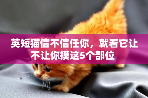 英短貓信不信任你，就看它讓不讓你摸這5個部位 