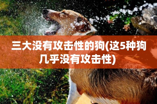 三大沒有攻擊性的狗(這5種狗幾乎沒有攻擊性) 