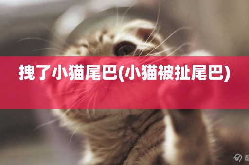 拽了小貓尾巴(小貓被扯尾巴) 