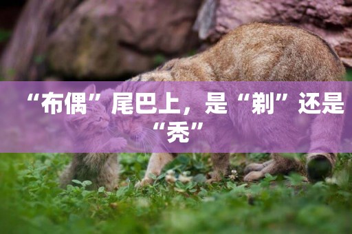“布偶”尾巴上，是“剃”還是“禿” 