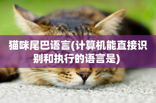 貓咪尾巴語言(計算機能直接識別和執行的語言是) 