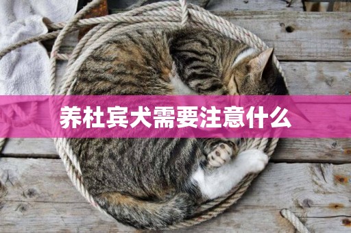 養杜賓犬需要注意什么