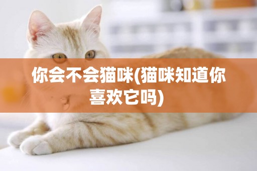 你會不會貓咪(貓咪知道你喜歡它嗎) 