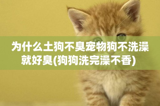 為什么土狗不臭寵物狗不洗澡就好臭(狗狗洗完澡不香) 
