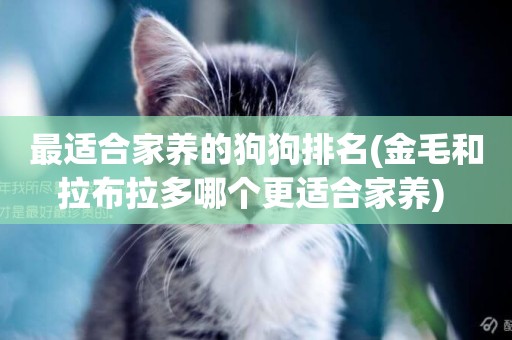 最適合家養的狗狗排名(金毛和拉布拉多哪個更適合家養) 