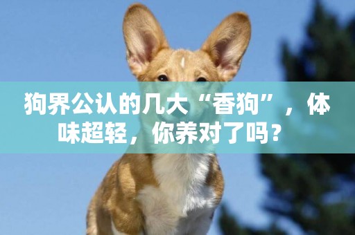 狗界公認的幾大“香狗”，體味超輕，你養對了嗎？ 